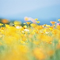 Soft_focus_sweet_flowers_JK002_350A.jpg