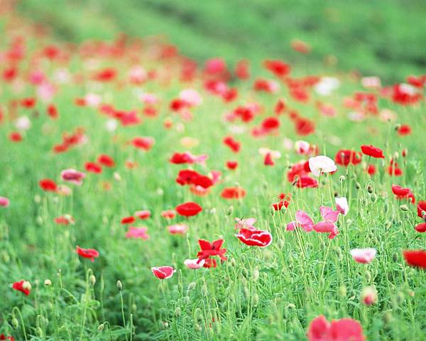 Soft_focus_sweet_flowers_JK005_350A.jpg