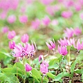 Soft_focus_sweet_flowers_JK027_350A.jpg