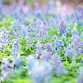 Soft_focus_sweet_flowers_JK028_350A.jpg