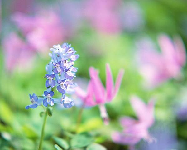 Soft_focus_sweet_flowers_JK031_350A.jpg