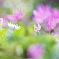 Soft_focus_sweet_flowers_JK033_350A.jpg