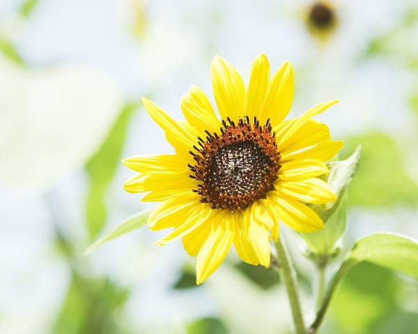 Soft_focus_sweet_flowers_JK044_350A.jpg