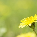 Soft_focus_sweet_flowers_JK064_350A.jpg