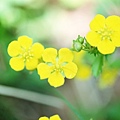 Soft_focus_sweet_flowers_JK091_350A.jpg