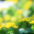 Soft_focus_sweet_flowers_JK094_350A.jpg