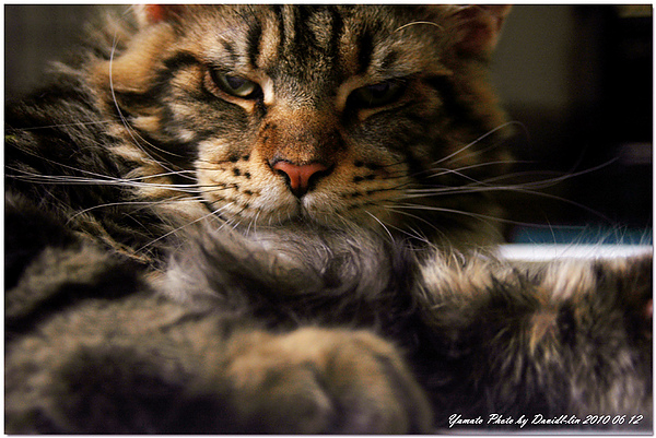 緬因貓 Maine coon Yamato 2010 06 12-1.jpg