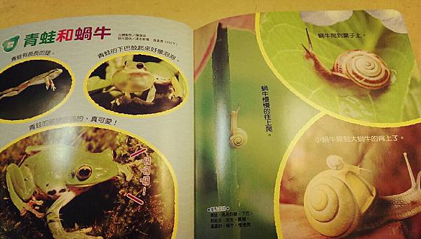 攝理教 巧虎7.jpg 攝理教 巧虎7.jpg