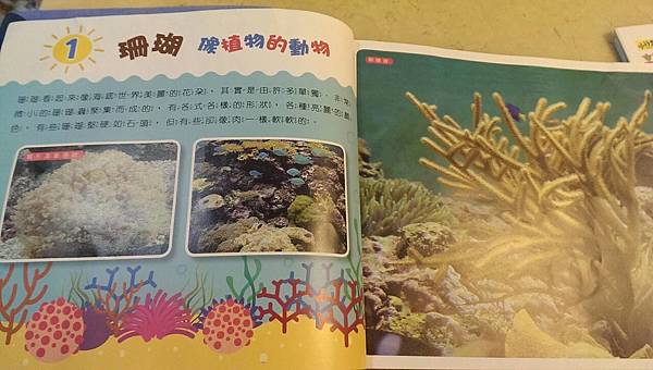 攝理教 小行星10.jpg 攝理教 小行星10.jpg