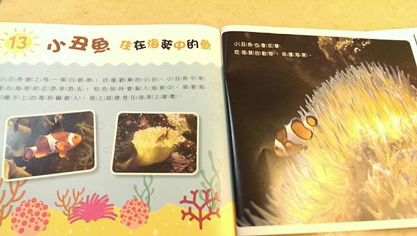 攝理教 小行星12.jpg 攝理教 小行星12.jpg