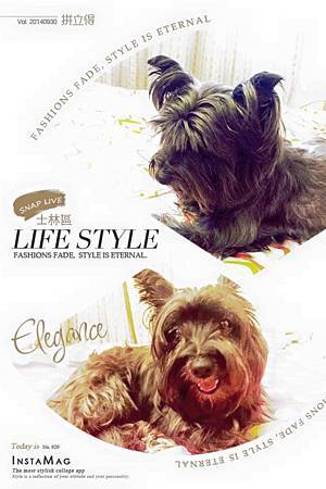 11917488_10206042511515386_7992909235533674740_n