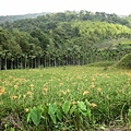 滿城山野的金針花