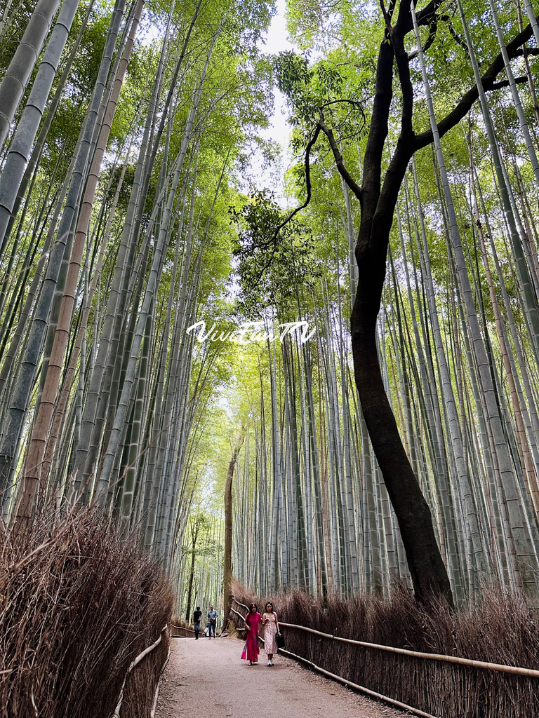 【米米瘋】2023日本關西5天4夜旅遊 京都 大阪 奈良 宇