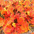 DSCF2229.JPG
