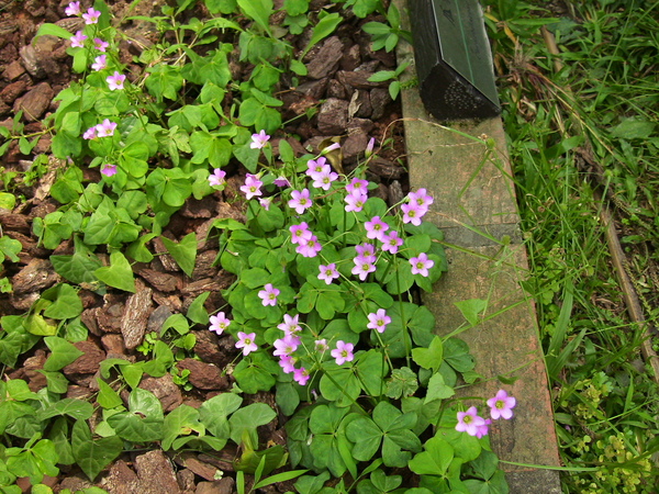 2006 台北植物園 紫花酢醬草