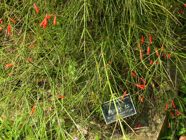 2006 台北植物園 炮竹紅