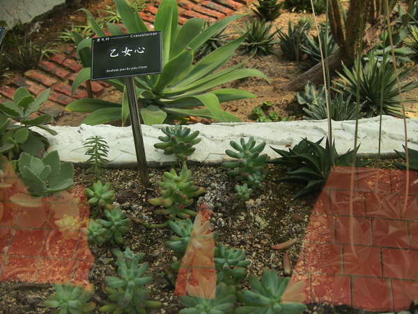 2006 台北植物園 乙女心