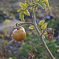 待採蕃茄