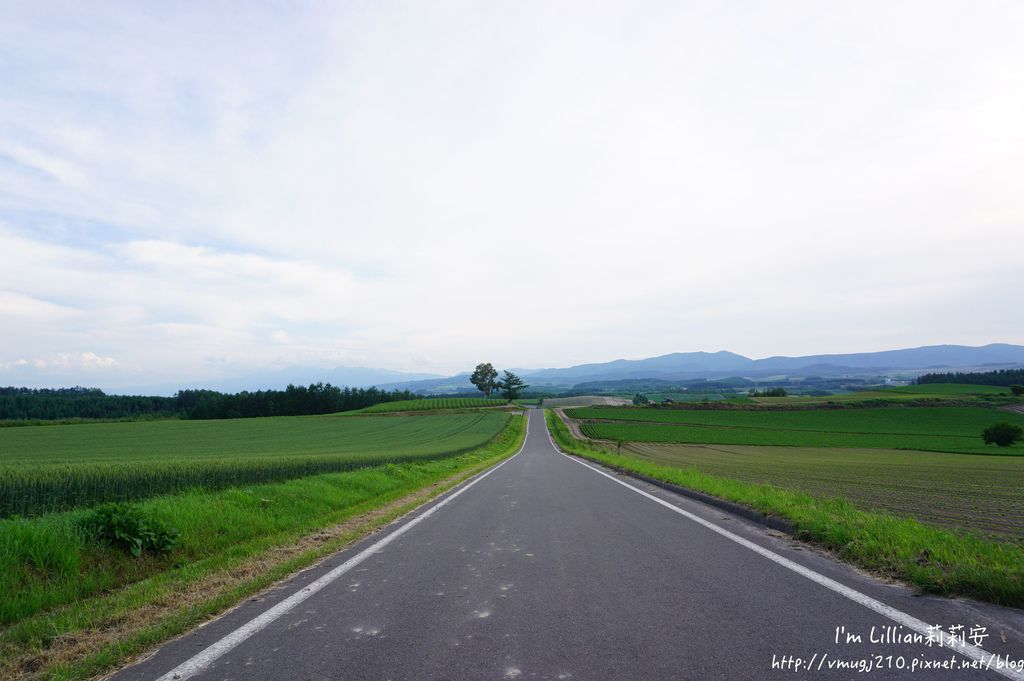 北海道自由行攻略352富田農場 四季彩之丘 富良野 美瑛.JPG