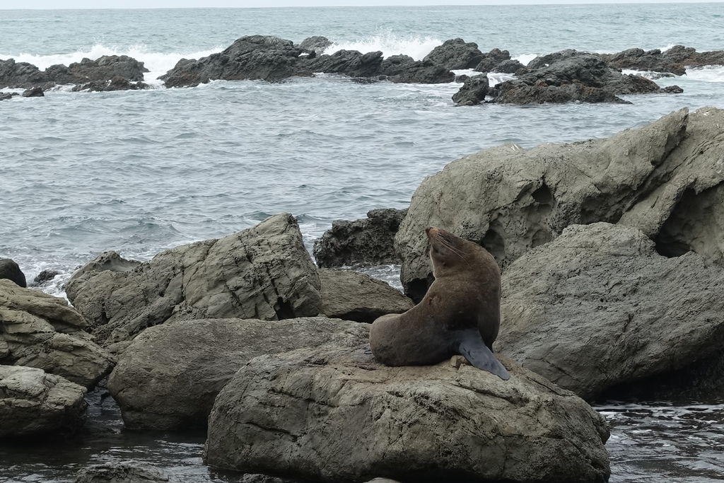 Paparoa Point_Seal.JPG Paparoa Point_Seal.JPG