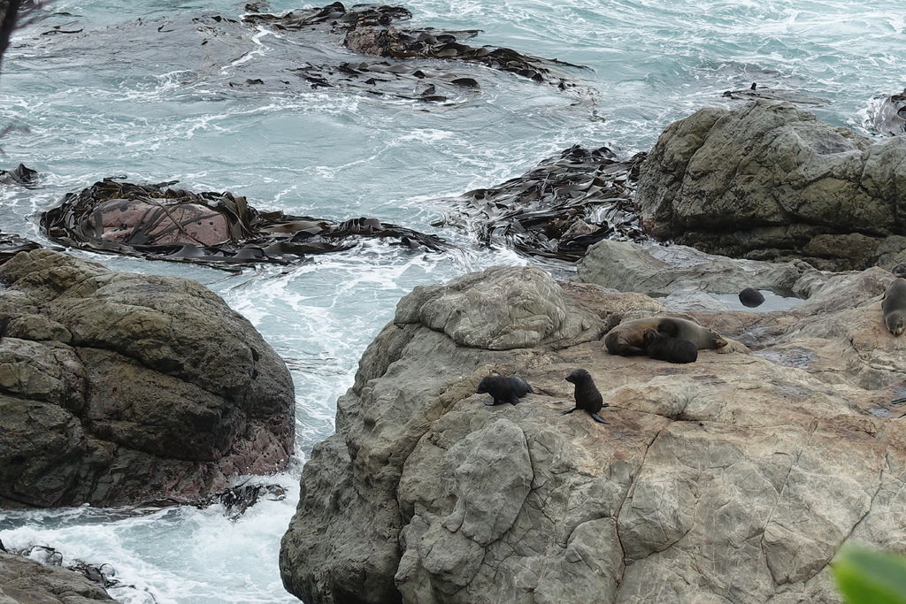 Seal Colony.JPG Seal Colony.JPG