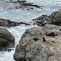 Seal Colony 海獅殖民地，這種是fur seal