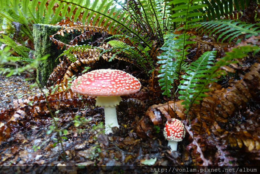 Kelper.JPG Kelper.JPG