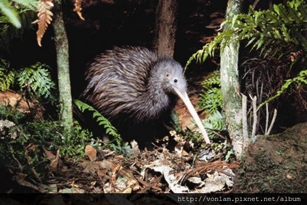 Willowbank-Wildlife-Reserve-New-Zealand