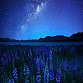 lake-tekapo_Lupins_Star night.jpg