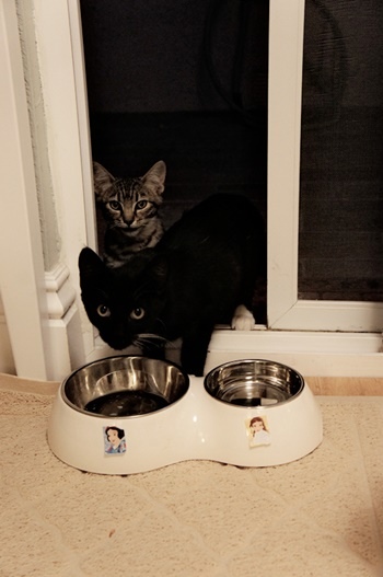 cat03.jpg cat03.jpg