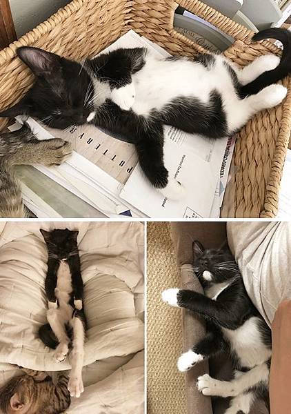 cat02.jpg cat02.jpg
