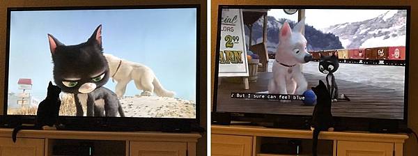 cat11.JPG cat11.JPG