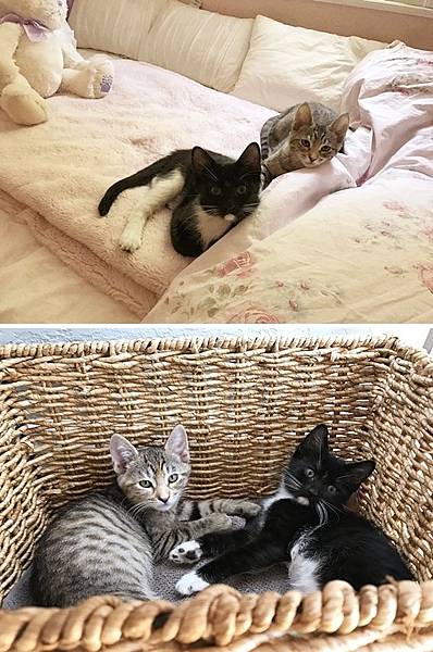 cat03.jpg cat03.jpg
