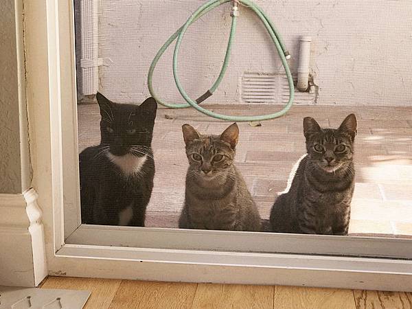 cat08.jpg cat08.jpg