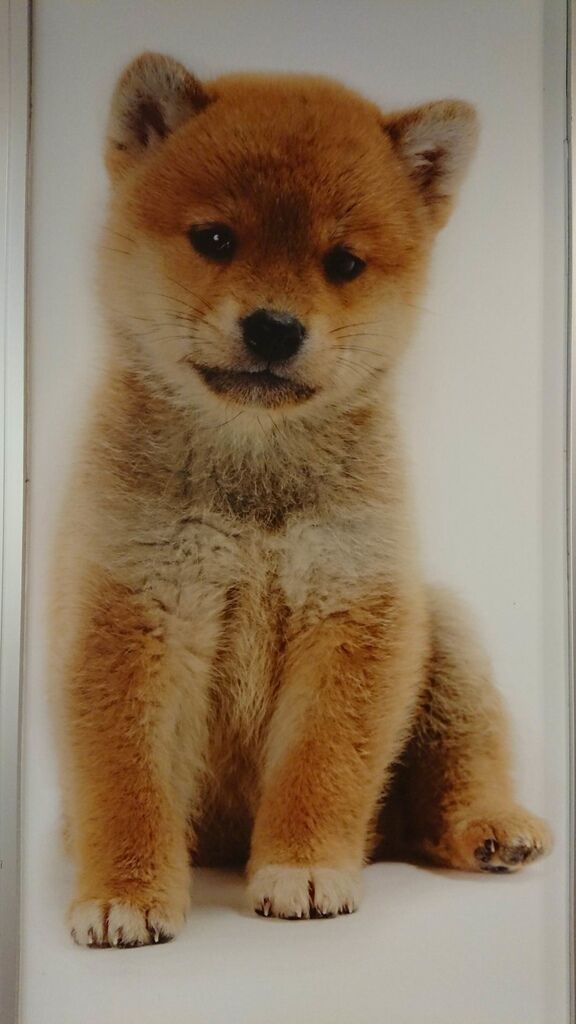 調整大小2017-07-06 京都市區寺院_170706_0103.jpg