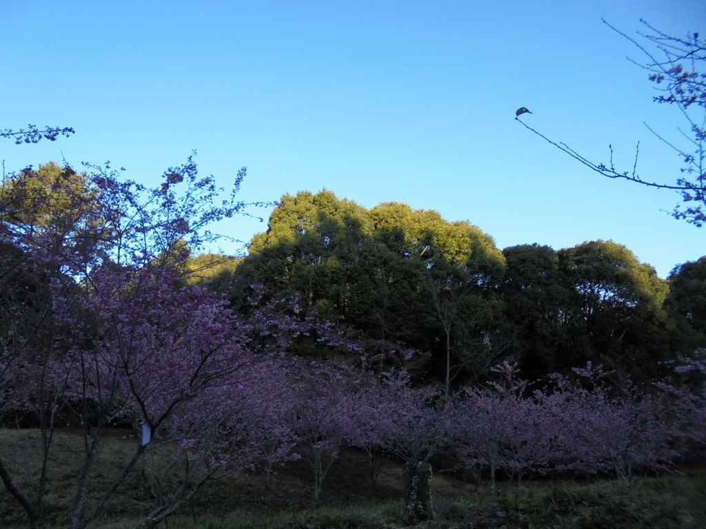 DSC02923_調整大小.JPG
