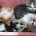 一個小箱子擠了五隻貓