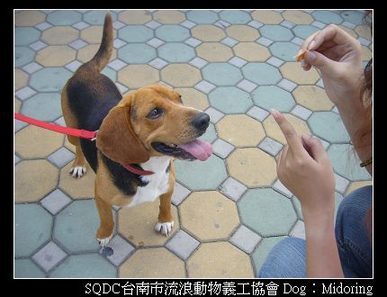 米豆奶-台南市收容所狗狗找家