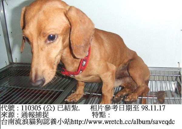 短毛臘腸犬.jpg