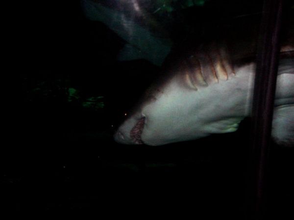 看完表演後，就去大白鯊館，看起來還真的有些恐怖