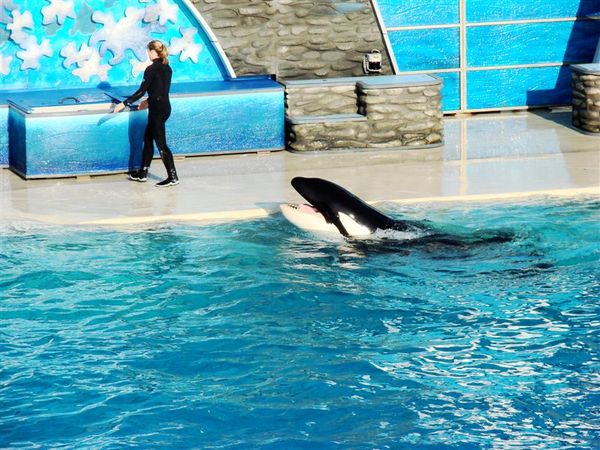 shamu~~~so cute