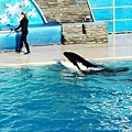 shamu~~~so cute