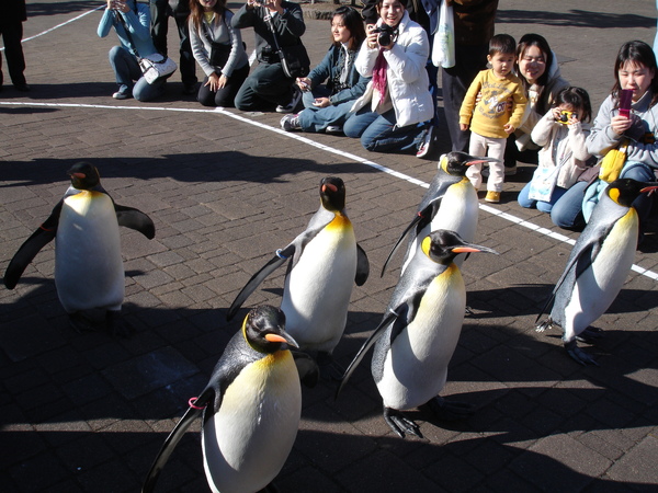 DAY2尼克斯海洋公園-企鵝遊行1.JPG