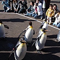 DAY2尼克斯海洋公園-企鵝遊行1.JPG