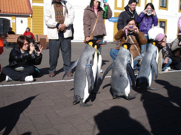 DAY2尼克斯海洋公園-企鵝遊行2.JPG