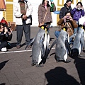 DAY2尼克斯海洋公園-企鵝遊行2.JPG