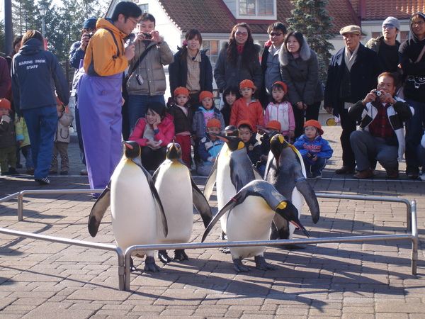 DAY2尼克斯海洋公園-企鵝遊行解說.JPG