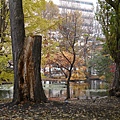 DAY5舊道廳前公園景10.JPG