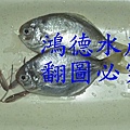 肉魚2