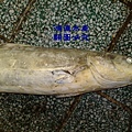 海麗魚1